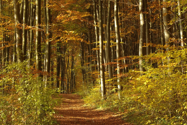 The Pays de Chimay Forest